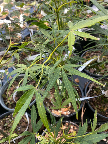 Acer palmatum 'Yellow Threads' - mapleridgenursery